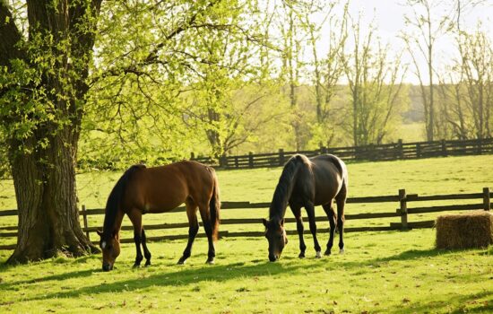 Weidesaison 2026: Unverzichtbare Tipps zum Anweiden, Zufüttern und Co.